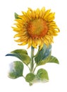 Watercolor illustration painting of Yellow , flower , sunflower Royalty Free Stock Photo