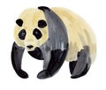 Watercolor illustration of a Panda