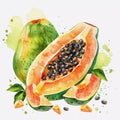Watercolor illustration of Papaya composition. Tropical fruit Papaya. Isolated on a white background Royalty Free Stock Photo