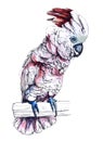 Watercolor illustration of a parrot Cockatoo Moluccan