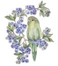 Watercolor illustration of a parrot in wild berries