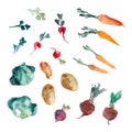Watercolor illustration. Parsley, herb, beetroot, radish, cabbage, potatoesÃÂ± carrot isolated on white bacgkound. Set
