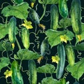 Watercolor illustration, pattern. Cucumbers on a black background