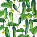 Watercolor illustration, pattern. Cucumbers on a white background