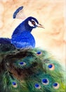 Watercolor illustration of a peacock with bright blue plumage