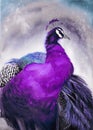 Watercolor illustration of a peacock with bright purple plumage