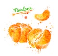 Watercolor illustration of peeled mandarin