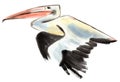 Watercolor illustration of Pelican Royalty Free Stock Photo