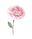 Watercolor illustration. Peony flower. Botanical design element.