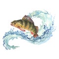 Watercolor illustration, a perch jumps out of the water. Composition perch and wave with water splash isolated on white Royalty Free Stock Photo