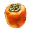 Watercolor illustration. Persimmon. The fruit of the persimmon