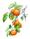 Watercolor illustration of the persimmon tree branch with fruits and leaves