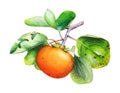 Watercolor illustration of the persimmon tree branch with fruits