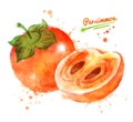 Watercolor illustration of persimmon