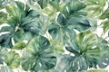 Watercolor illustration Philodendron leaves pattern