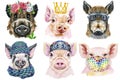 Set of pig portraits. Animal watercolor illustration on white background