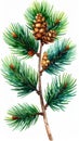 Watercolor Illustration of a Pine Branch with Needles and Cones on White Background Royalty Free Stock Photo