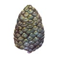 Watercolor illustration, pine cone. Watercolor drawing. Nature christmas decoration.