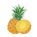 Watercolor Illustration of pineapples isolated on white background - hand drawn tropical fruit Royalty Free Stock Photo