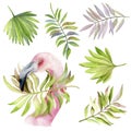 Watercolor illustration. Pink delicate Flamingo and leaves of tropical plants