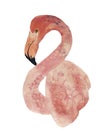 Watercolor illustration of pink flamingo. Hand drawn art Royalty Free Stock Photo