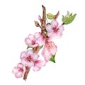 Watercolor illustration with pink flowers of peach tree isolated on white. Blossom fruit tree, white bloom hand painting Royalty Free Stock Photo