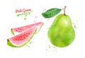 Watercolor illustration of Pink Guava fruit