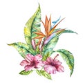 Watercolor illustration of a pink hibiscus and leaves, Strelitzia reginae, tropical flower composition Royalty Free Stock Photo