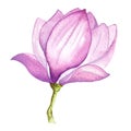 Watercolor illustration pink magnolia, hand-drawn, watercolor paper texture