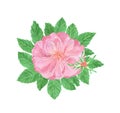 Watercolor illustration, pink rose flowers and leaves, rosehip arrangement clip art, isolated bouquet Royalty Free Stock Photo