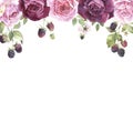 Watercolor illustration. Pink roses and blackberries border on a white background