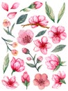 Watercolor Illustration pink Sakura Blossom green leaves foliage asain style for invitation card backdrop