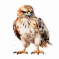 Watercolor Illustration Of A Playful Red-tailed Hawk