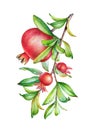 Watercolor illustration of the pomegranate tree branch with fruit and green leaves Royalty Free Stock Photo