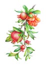 Watercolor illustration of the pomegranate tree branch with fruit and green leaves Royalty Free Stock Photo