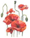 Watercolor illustration of poppy flowers