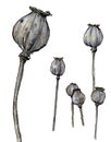 Watercolor illustration of poppy heads in pastel shades isolated on a white background. Royalty Free Stock Photo