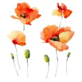 Watercolor illustration of a poppy on a white background.