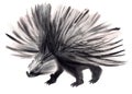 Watercolor illustration of a porcupine