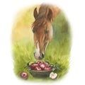 Watercolor illustration portrait red horse eating apples from basket