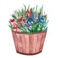 Watercolor illustration of a pot with flowers and green leaves. Wooden flowerpot with a flowering bush. Isolated clipart