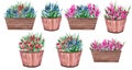 Watercolor illustration of a pot with flowers and green leaves. Wooden flowerpot with a flowering bush. Isolated clipart