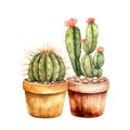 Watercolor Illustration of Potted Cactus Plants with Blooming Flowers Royalty Free Stock Photo