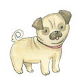 Watercolor illustration of pug-dog