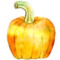 Watercolor illustration of pumpkin