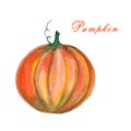 Watercolor illustration of a pumpkin on white buckground.