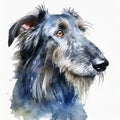 Watercolor illustration of pure breed Scottish Deerhound dog. Hand drawn pet. Canine companion