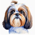 Watercolor illustration of pure breed Shih Tzu dog. Hand drawn pet. Canine companion