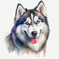 Watercolor illustration of pure breed Siberian Husky dog. Colorful painting of domestic animal
