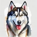 Watercolor illustration of pure breed Siberian Husky dog. Colorful painting of domestic animal